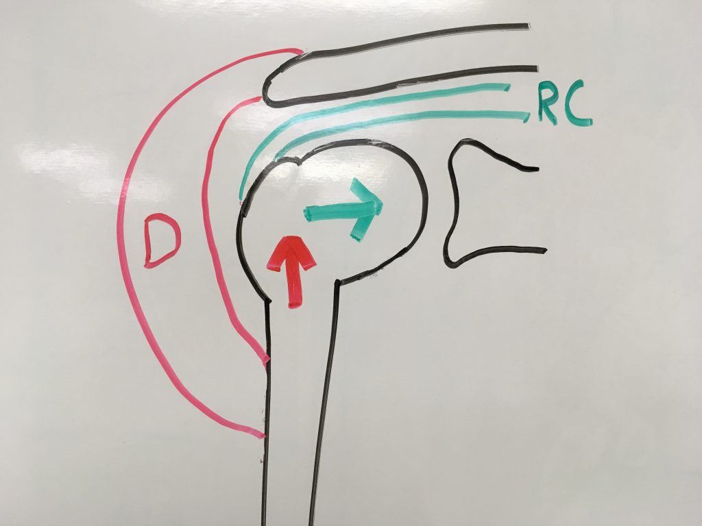 How Shoulder Impingement and Rotator Cuff Tears Occur - FITNESS PAIN FREE